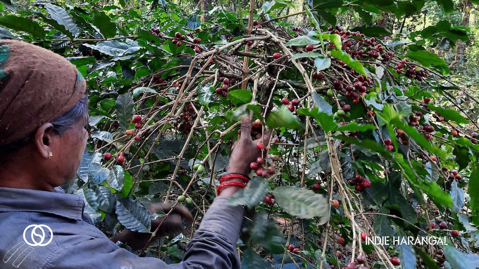 harangal farm 3